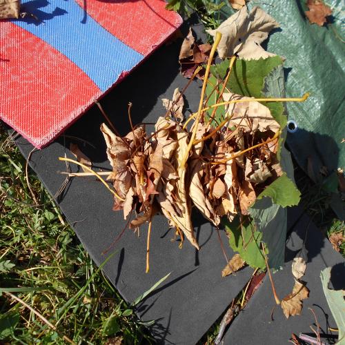 20181017 Natopia Herbst